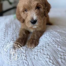Valentino - Apricot male Goldendoodle puppy in Fayetteville, Arkansas from Silver Hill Farm