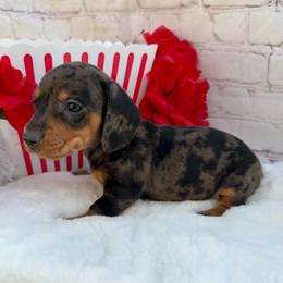 Boyd - Dapple male Dachshund puppy in Colbert, Oklahoma from Brooke Crenshaw