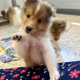 Girl 3 - Sable and white female Shetland Sheepdog puppy in Catawba, North Carolina from Candescent Shetland Sheepdogs