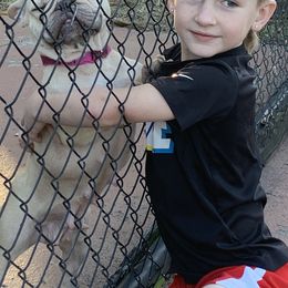 French Bulldog Puppies from Monarchy's Finest French Bulldogs