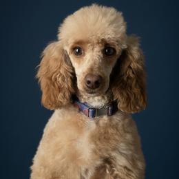 ZARI- AKC FULL RIGHTS - Red  female Poodle puppy in Plainfield, New Jersey from Caris Paws Poodles and Labradoodles