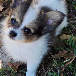 Napoleon (Nippers) - White and sable male Papillon puppy in Mountain Home, Arkansas from King's Papillons