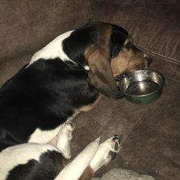 Basset Hound All Grown Up from Beckstrom’s Family Bassets
