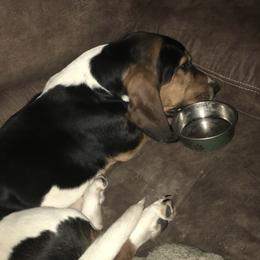 Basset Hound All Grown Up from Beckstrom’s Family Bassets