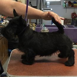 Scottish Terrier Puppies from Gina Smith