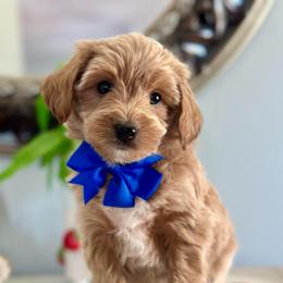 Phoenix - Apricot male Goldendoodle puppy in Adolphus, Kentucky from Deerly Poodles