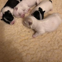 Havanese Puppies from Justamere Havanese