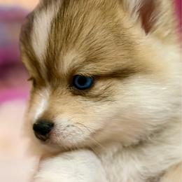 Grace - Wolf sable female Pomsky puppy in Magnolia, Texas from Solace Shelties and Pomskies