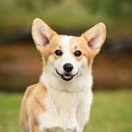 Acadia - Pembroke Welsh Corgi