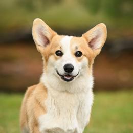 Acadia - Pembroke Welsh Corgi