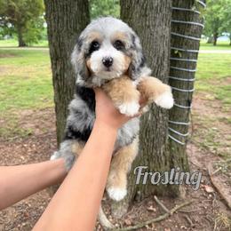 Frosting - Merle male Bernedoodle puppy in Mount Vernon, Missouri from PoodlelyDoodlely