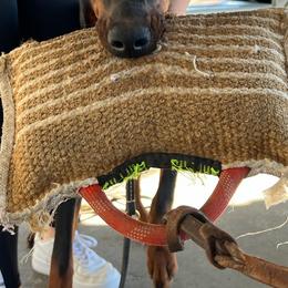 Doberman Pinscher Puppies from El Mareya Misthios Kennel