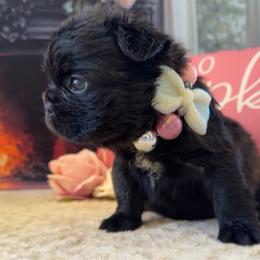 Pale pink Bow - Black female French Bulldog puppy in Hodges, South Carolina from Southern Standard Bulldogs