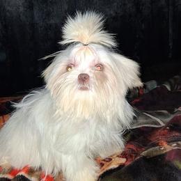 Paisley - Liver female Shih Tzu puppy in Birmingham, Alabama from K&D kennels
