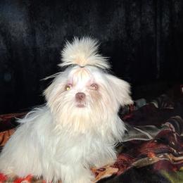 Paisley - Liver female Shih Tzu puppy in Birmingham, Alabama from K&D kennels