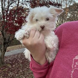 Little all white boy - Parti male Yorkshire Terrier puppy in Gainesville, Georgia from Country Dog Kennels.