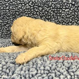 Goldendoodle and Poodle Puppies from SnickerDoodlePups