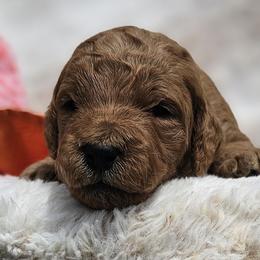 Orange Collar Nutella - Apricot male Goldendoodle puppy in Bonham, Texas from Happy Valley Puppies