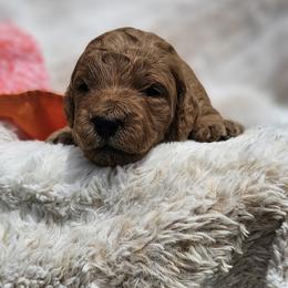 Orange Collar Nutella - Apricot male Goldendoodle puppy in Bonham, Texas from Happy Valley Puppies