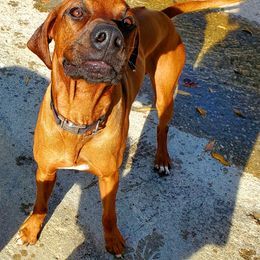 Sigurd - Rhodesian Ridgeback