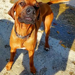 Sigurd - Rhodesian Ridgeback