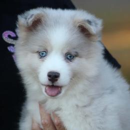 Glory - Merle female Pomsky puppy in Wolfe City, Texas from Susan Warnock