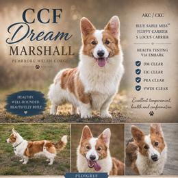 Marshall - Pembroke Welsh Corgi
