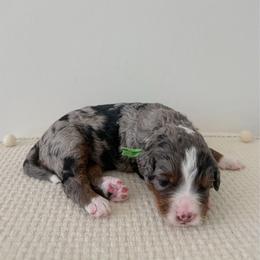 Indy - Merle male Bernedoodle puppy in Apache Junction, Arizona from Coffey House Doodles