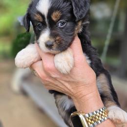 Taffy - Black tri female Toy Australian Shepherd puppy in Tremont, Tennessee from 2 Blue Toy Aussies