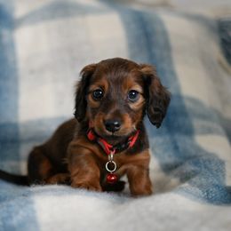 Dachshund Puppies from Paradox Dachshunds