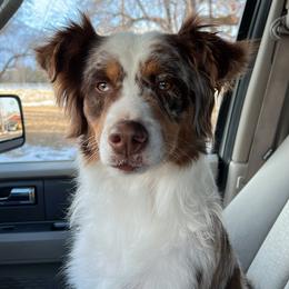 Aussiedoodle, Australian Shepherd, and Goldendoodle Puppies from Junipersdoodles