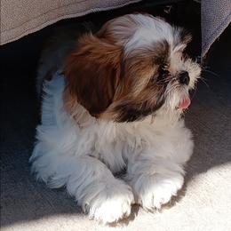 Maybelline - Black gold and white female Shih Tzu puppy in Grand Prairie, Texas from R&R Shih-Tzus & Stud Services