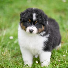 Australian Shepherd Puppies from Clover Creek Aussies