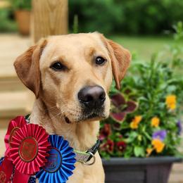 Cricket - Labrador Retriever