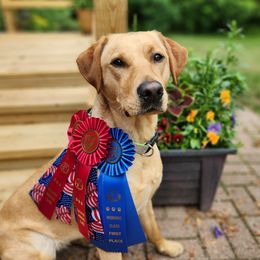 Cricket - Labrador Retriever