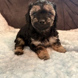 Dakota - Black and tan female Yorkipoo puppy in San Antonio, Texas from Sweet as dessert puppies