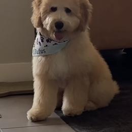 Goldendoodle, Poodle, and Sheepadoodle All Grown Up from Exquisite Doodles