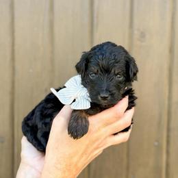 Charlie - Phantom male Bernedoodle puppy in Bellville, Ohio from Bernedoodle Buddies