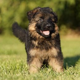 Lime Ribbon - Black and red male German Shepherd puppy in Howard City, Michigan from Sherman's Shepherds