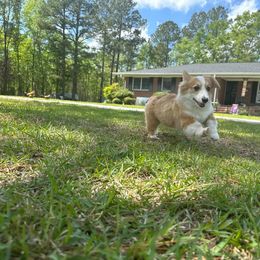 Great Dane, Irish Wolfhound, and Pembroke Welsh Corgi Puppies from Bre’s Bodacious’s