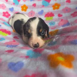 Freckle - Piebald male Dachshund puppy in Opelika, Alabama from Dachshund Darlins