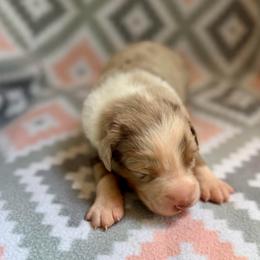 Foxglove - Red merle male Australian Shepherd puppy in Clover, South Carolina from Jo’s Aussies