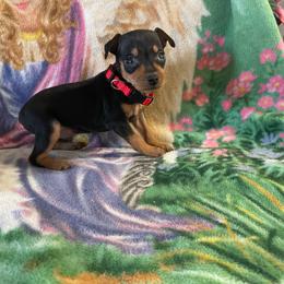 Cosmo - Black and tan male Miniature Pinscher puppy in Lancaster, Missouri from White Stone Ranch