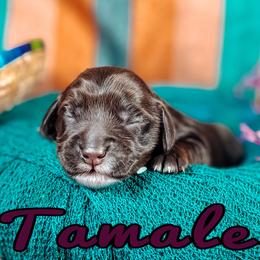 Tamale - Apricot female Australian Labradoodle puppy in Decatur, Alabama from Southern Meadows Doodles