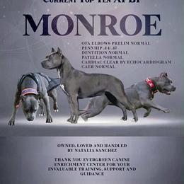 Monroe - American Pit Bull Terrier