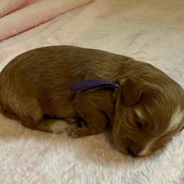 Peony - Apricot female Goldendoodle puppy in Newaygo, Michigan from West Michigan Doodles and Poodles