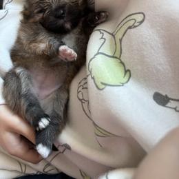 Pomeranian Puppies from Tinkerpoms