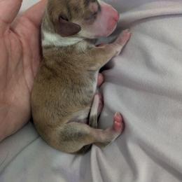 1 cream brindle dapple piebald - Dapple male Dachshund puppy in Central Point, Oregon from MRS Long Dog Ranch