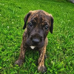 Ranger - Brindle male Great Dane puppy in Mayfield, New York from Sacandaga Danes