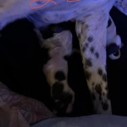 Blue - White and liver male German Shorthaired Pointer puppy in Spencer, Massachusetts from Outback Kennels